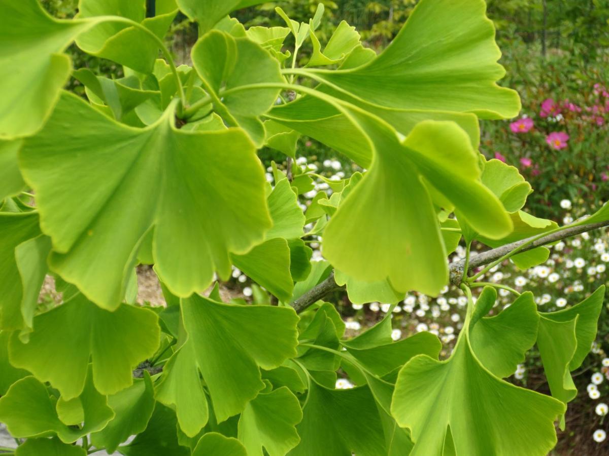 Villa Twin Ginkgo Giverny Exterior foto